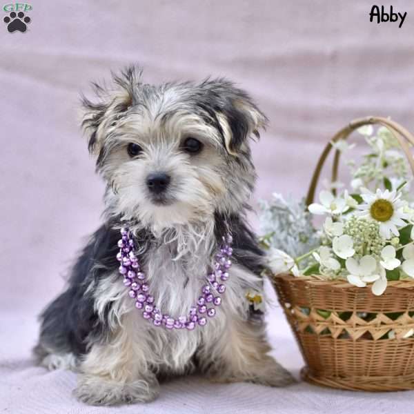 Abby, Morkie / Yorktese Puppy