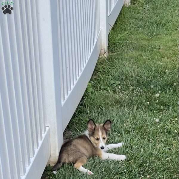 Lily, Sheltie Puppy