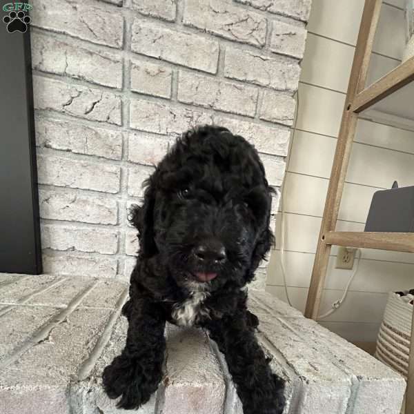 Piper, Bernedoodle Puppy