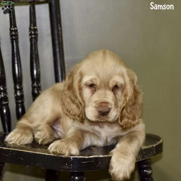 Samson, Cocker Spaniel Puppy