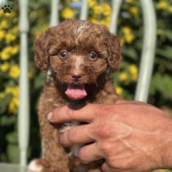 Scarlett, Shih-Poo Puppy