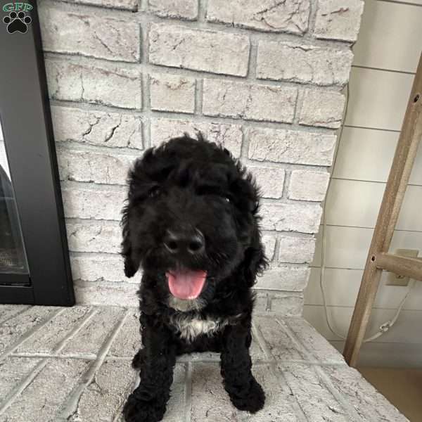 Rosie, Bernedoodle Puppy