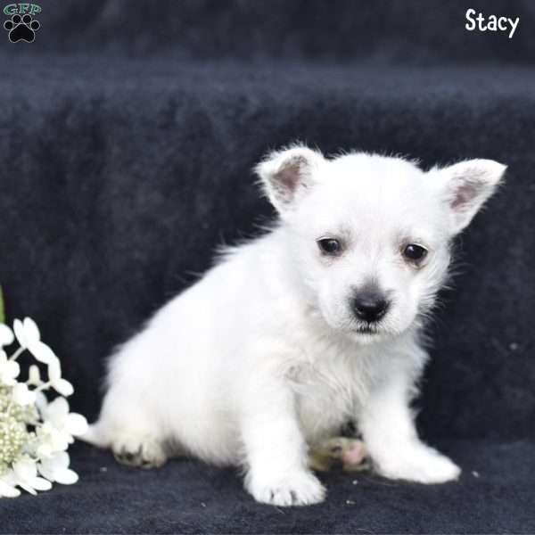 Stacy, West Highland Terrier Puppy