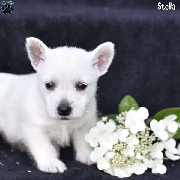 Stella, West Highland Terrier Puppy