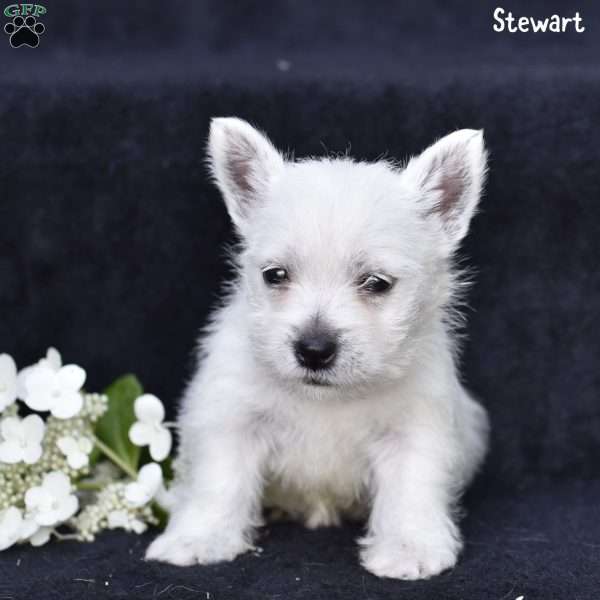 Stewart, West Highland Terrier Puppy