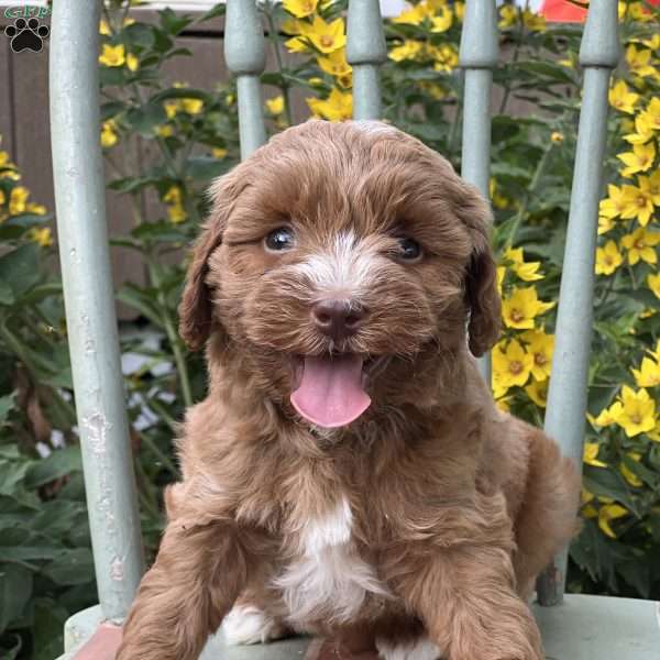 Sterling, Shih-Poo Puppy