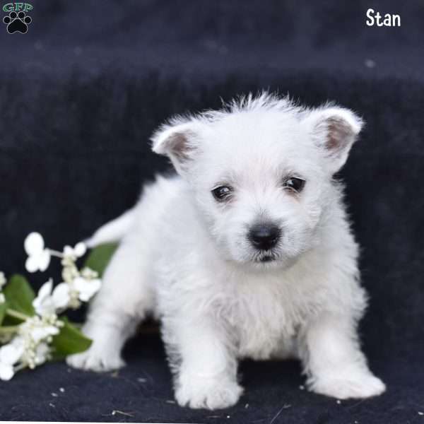 Stan, West Highland Terrier Puppy