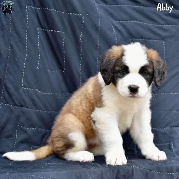 Abby, Saint Bernard Puppy