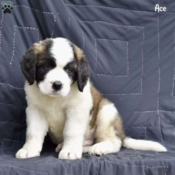 Ace, Saint Bernard Puppy