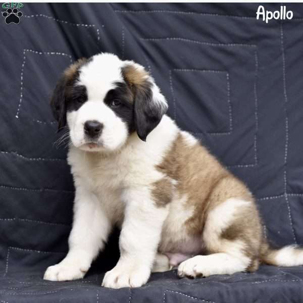 Apollo, Saint Bernard Puppy