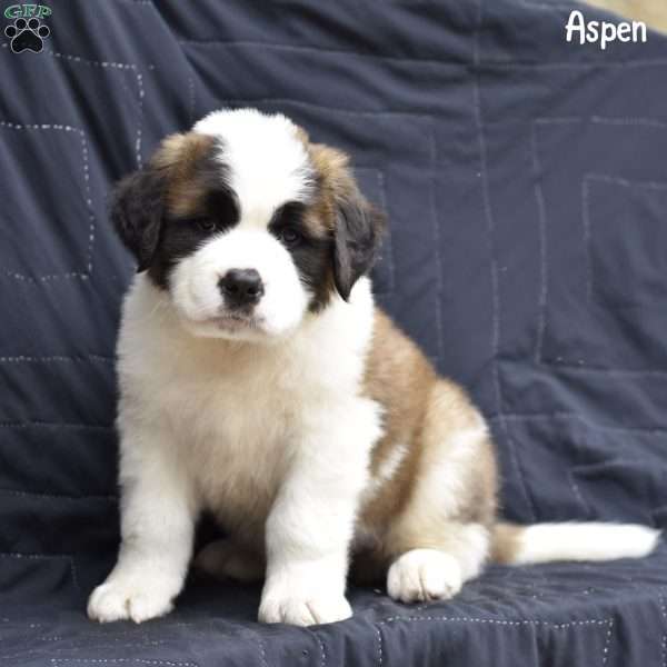 Aspen, Saint Bernard Puppy