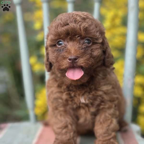 Simon, Shih-Poo Puppy