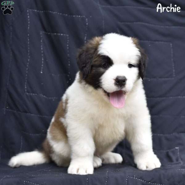 Archie, Saint Bernard Puppy