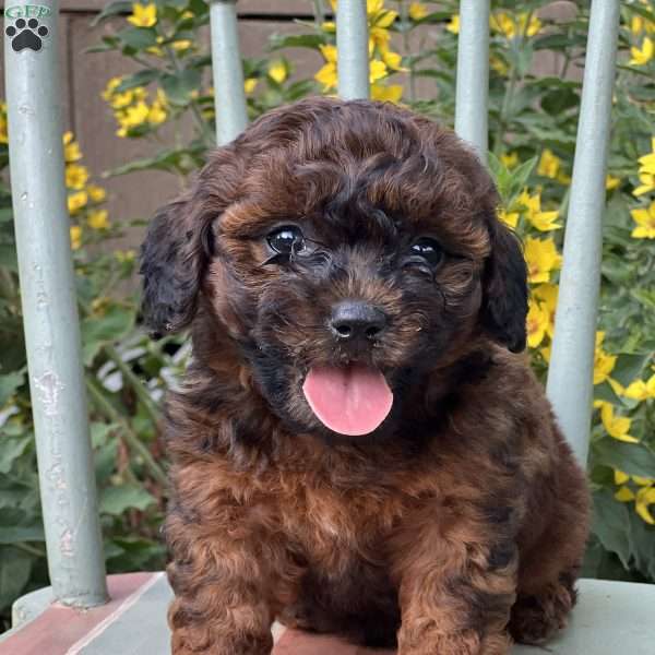 Saint, Shih-Poo Puppy