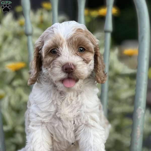 Trina, Cockapoo Puppy