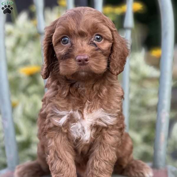 Tanisha, Cockapoo Puppy