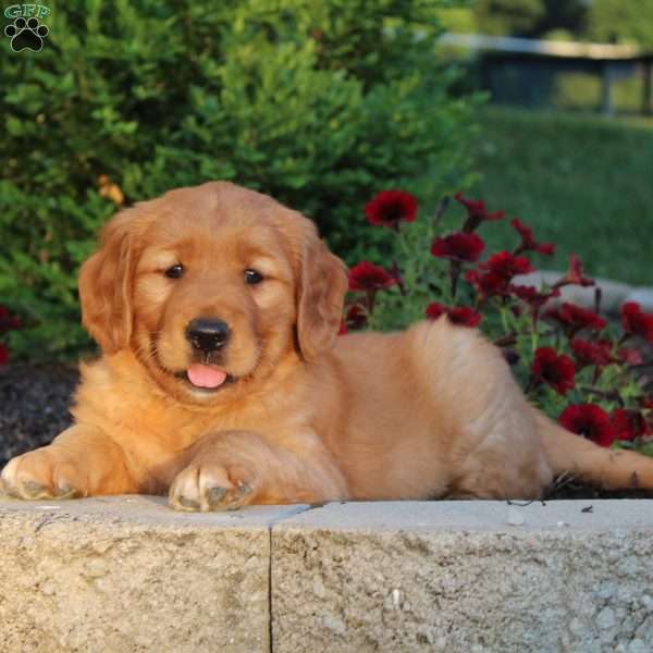 Poppy, Golden Retriever Puppy