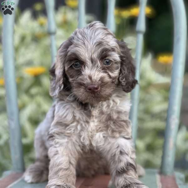 Tyson, Cockapoo Puppy