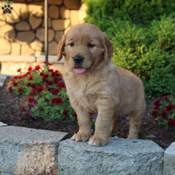 Primrose, Golden Retriever Puppy