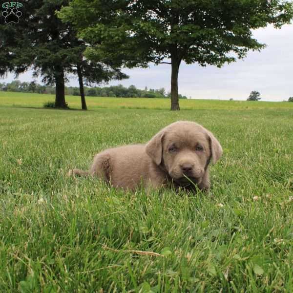 Belle, Silver Labrador Retriever Puppy