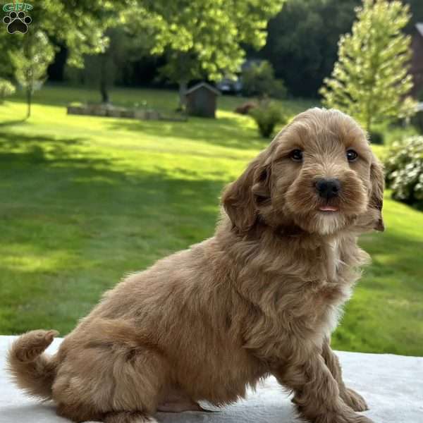 Cody, Mini Goldendoodle Puppy