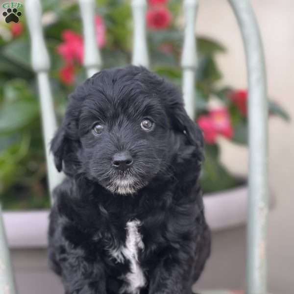 Jasmin, Mini Aussiedoodle Puppy