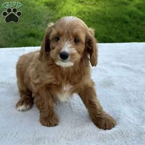 Bella, Mini Goldendoodle Puppy