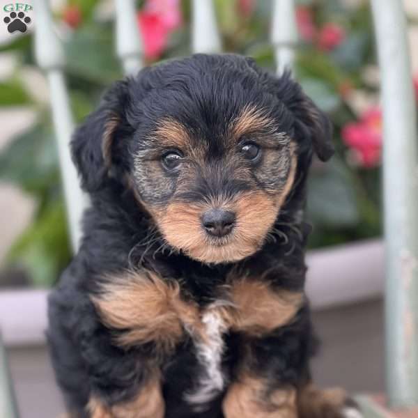 Johnny, Mini Aussiedoodle Puppy