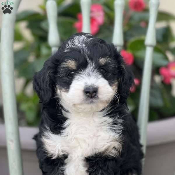 Janko, Mini Aussiedoodle Puppy