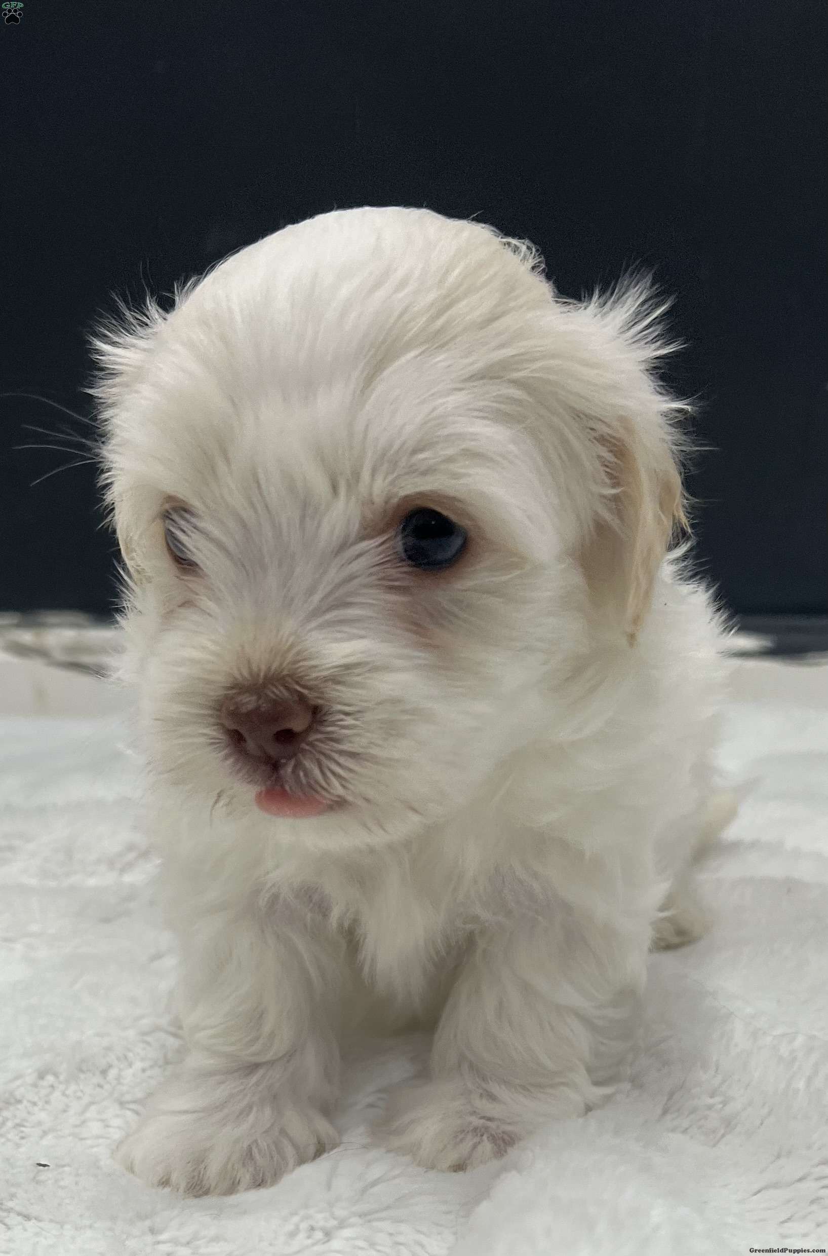 Prince Snow - Havanese Puppy For Sale in Pennsylvania