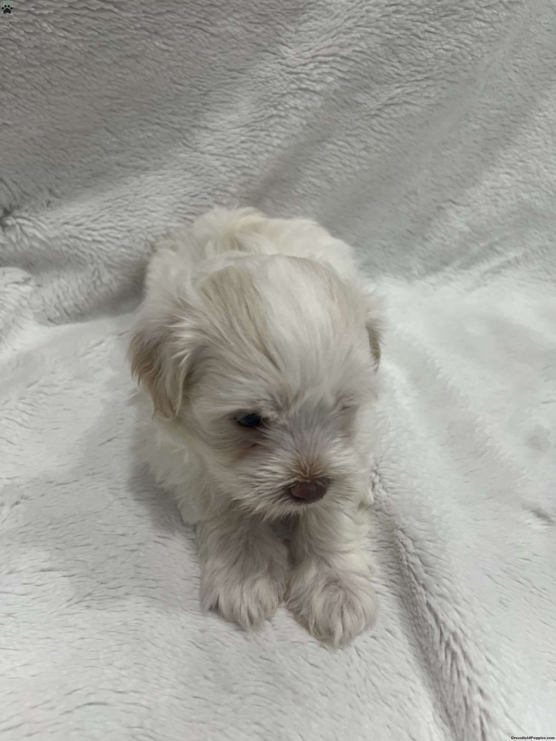 Prince Snow - Havanese Puppy For Sale in Pennsylvania