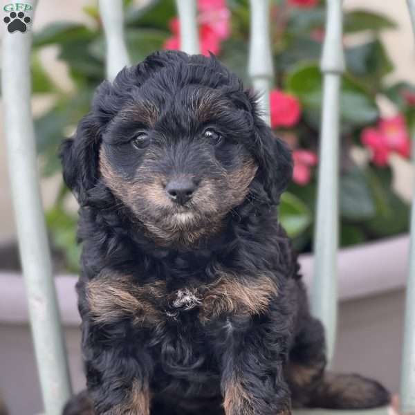 Mara, Mini Aussiedoodle Puppy