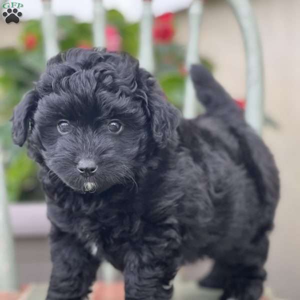 Magic, Mini Aussiedoodle Puppy