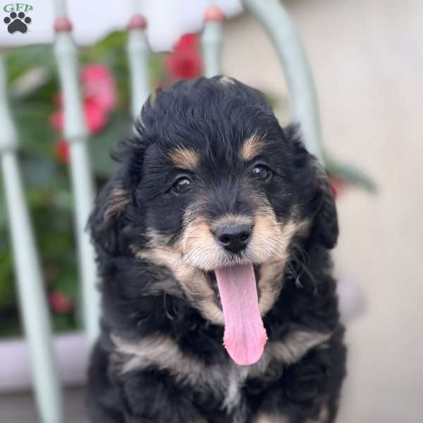 Milton, Mini Aussiedoodle Puppy