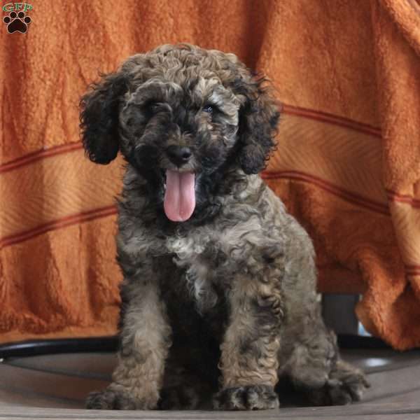 Patrick, Cockapoo Puppy