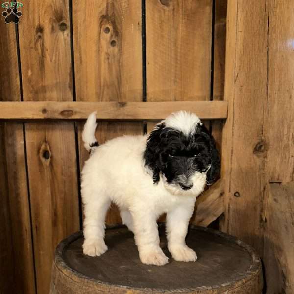 Willie, Sheepadoodle Puppy