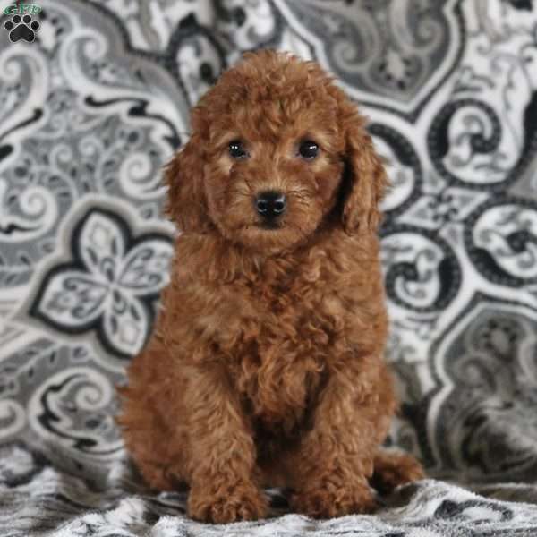 Rita, Mini Goldendoodle Puppy