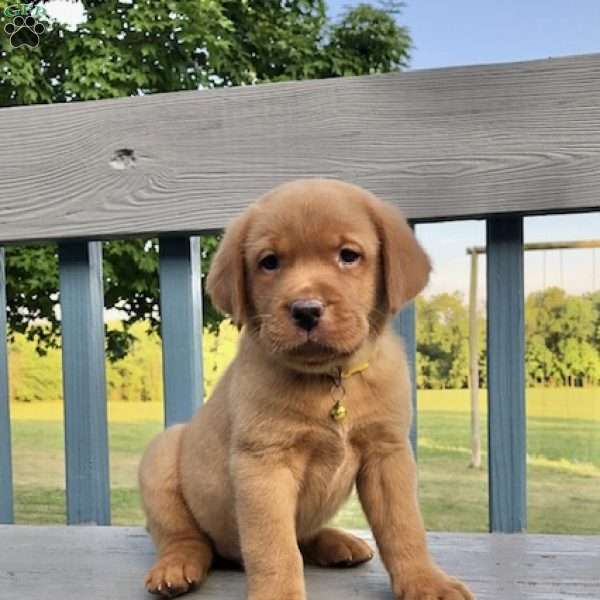 Shining Star, Fox Red Labrador Retriever Puppy