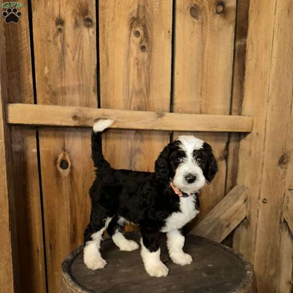 Shania, Sheepadoodle Puppy