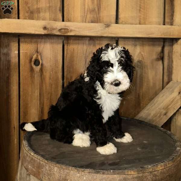 Cash, Sheepadoodle Puppy