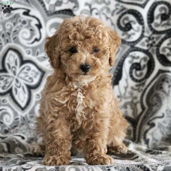 Ashley, Maltipoo Puppy