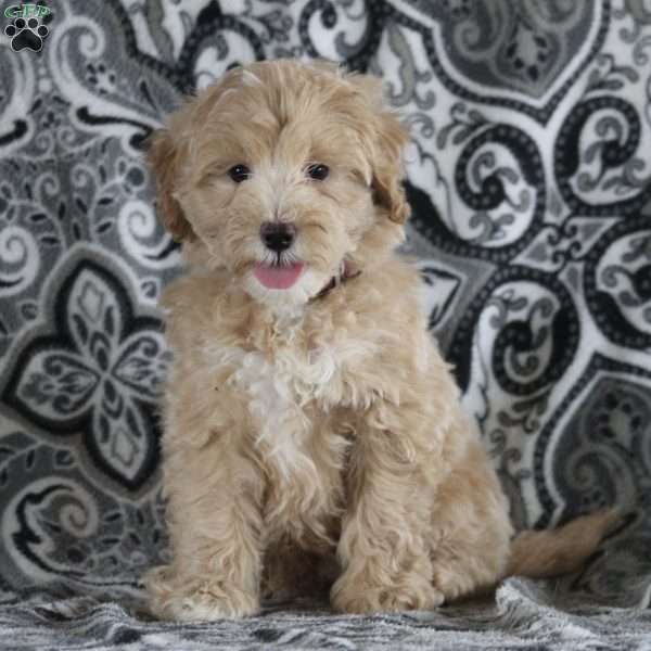 Adrian, Maltipoo Puppy