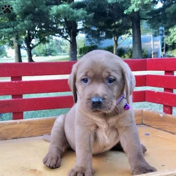 Sunshine Girl, Fox Red Labrador Retriever Puppy