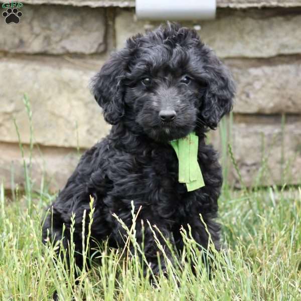 Izzy, Goldendoodle Puppy