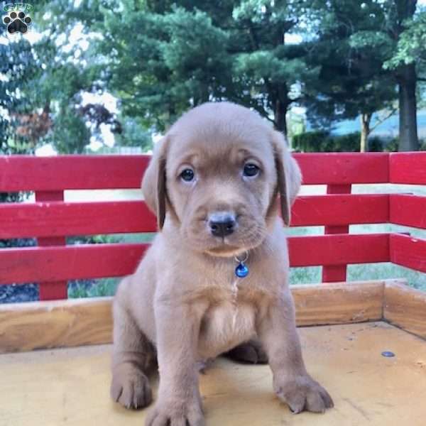 Sonny Boy, Fox Red Labrador Retriever Puppy