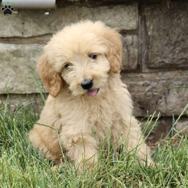 Liam, Goldendoodle Puppy