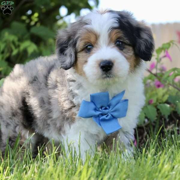 Toby, Mini Aussiedoodle Puppy