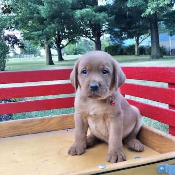 Smart Buster, Fox Red Labrador Retriever Puppy