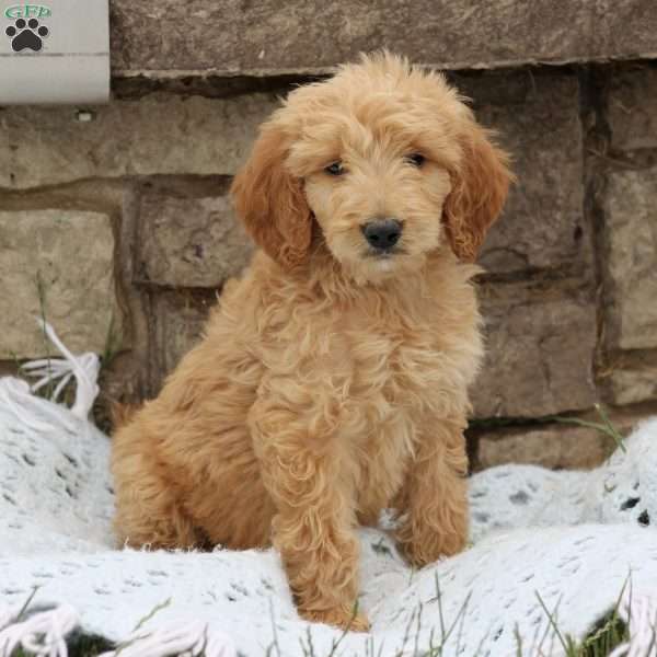 Lincoln, Goldendoodle Puppy