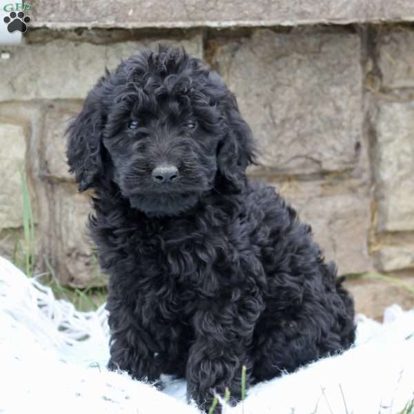 Logan, Goldendoodle Puppy